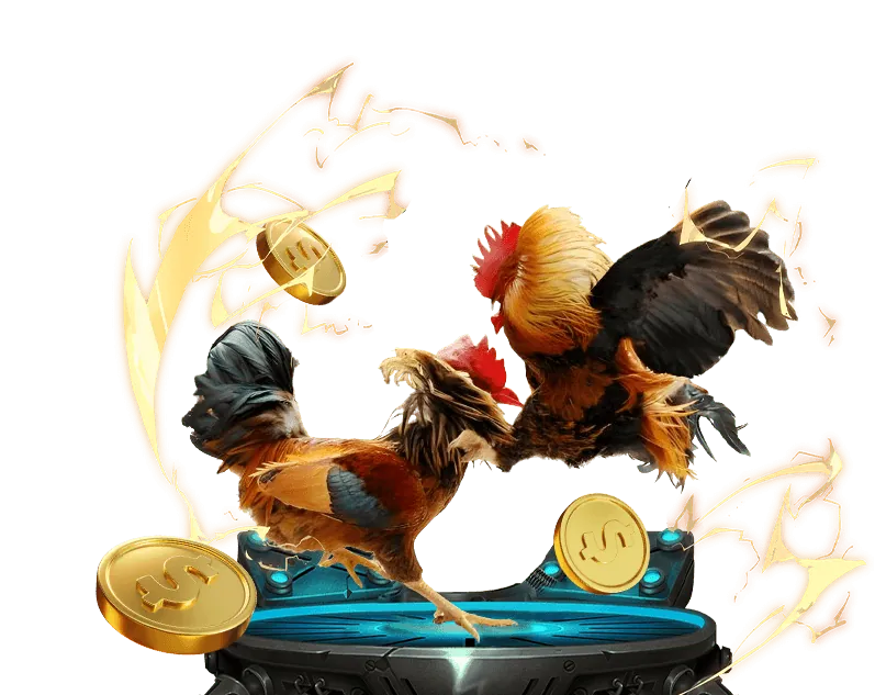 Mẹo cá cược đá gà Thomo hiệu quả từ các chuyên gia